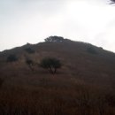 만추관목