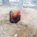 토비농장 이미지