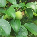 성실농원 이미지