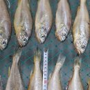 군산박대삼촌 이미지