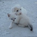 수정동물병원 | 강남동물병원 수정동물병원 병원 선택 기준 한눈에 정리