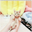 부천강아지분양 고양이분양 24시 데려가개 부천점 이미지