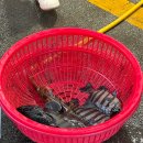 부산신항 진해 용원 수산어시장 추석 연휴 구매후기 추천집