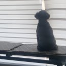 멍뭉이 이발소 이미지