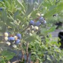 현곡농장2 이미지