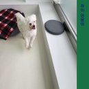 하이 멍뭉아 이미지