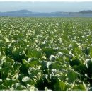 어질농장 이미지