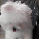 메씨엘리 | "멍이요" 운행 일지 해운대구 우동 → 연제구 연산동 "메씨엘리"