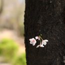 (주)춘추시대 | 공무도하(公無渡河)/ 님아 그 강을 건너지 마오