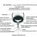 방광 - 앞에서 본 단면도 이미지