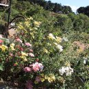 호수정감 이미지