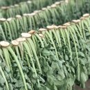 나나농장 이미지