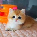 강남 고양이 분양 캣프렌즈 | 먼치킨고양이분양 전문, 묘연을 만나게 해준 캣프렌즈