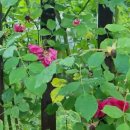 The Last Rose Of Summer - André Rieu 이미지