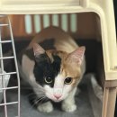 고양이미용연구소 이미지