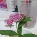 야생화천아트 이미지