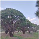 하늘빛농원 이미지