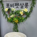 포비 펫 살롱 이미지