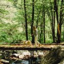 힐리언스 이미지