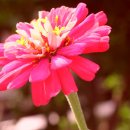 머리사랑 이미지