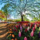 고양 호수공원 꽃 박람회 이미지