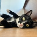 시루민박 이미지