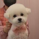 그루밍베베 이미지