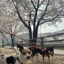 꽃길걷개 이미지