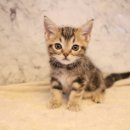 도그마루 강아지고양이 평택점 이미지