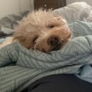 멍멍제과점 | 강아수제간식맛집[멍멍제과점]내돈내산후기