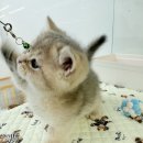 오즈메디칼 이미지