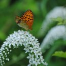 비온후풍경 이미지