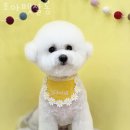 조아펫살롱 이미지