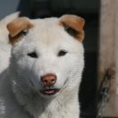 하무
