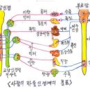 자율신경계의 교감신경과 부교감신경의 활동 이미지