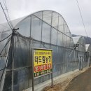 드림농장 | 🍓 남양주 더드림 딸기 체험 농장 후기