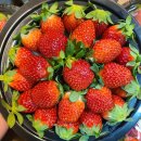 🍓 산청 설향딸기 19,900원!!! 🍊 초고당도 타이벡 귤 이미지