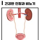 비뇨기 질환 네이버블로그