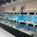 리얼독스 강아지분양 일산본점 이미지