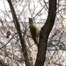 딱따구리 이미지