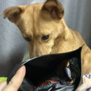멍이옷 | [누누마켓] 강아지 멍레즈미 이레즈미 문신옷 2XL 내돈내산 후기_사이즈추천, 아쉬운점