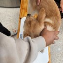 멍지펫살롱 이미지