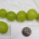 반딧불청과 이미지