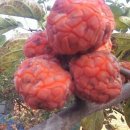 구찌뽕.구찌뽕나무.구찌뽕기름.구찌뽕나무기름.구찌뽕엑기스. 이미지