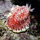 서귀포의 바다생물- 갯민숭달팽이 한종류 이미지