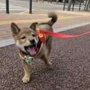 해솔 동물병원 이미지