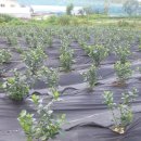 형제농장 이미지