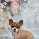 블랑드펫 이미지