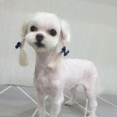 멍냥쁘띠끄 네이버블로그