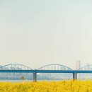 5월 서울여행지 반포 서래섬 유채꽃축제, 해치카 시간 후기